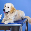 온유동물병원 이미지