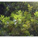 함평 기각리붉가시나무자생북한지 이미지