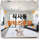 소망켄넬 | 식사동 말티즈분양 우리 집 행복을 위한 완벽한 선택 가이드