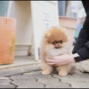 화이트펫# 이미지