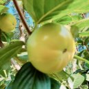 더 프리미엄 농장 이미지