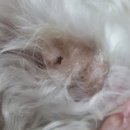 제이에스 동물병원 이미지