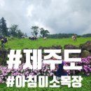 이에스팜 | 아이와 함께 제주도 아침미소목장에 가야하는 이유.