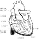 부정맥[arrhythmia] 이미지