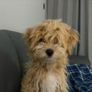 더 도도하개 이미지