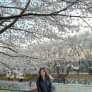 시민의숲산책로1-21 | 양재시민의숲 벚꽃 개화현황 실시간 후기 주차 위치 혼잡도