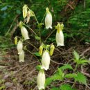 벌 민박 이미지