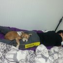 으르렁애견카페 이미지