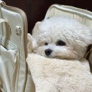 강아지 이동장 추천 퍼핑 에브리 이동가방 만족해요