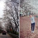 육가원 | 카썸타고 다녀온 가평 벚꽃여행 후기 : 쏘시오 패키지 가성비 갓