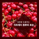 숙면에 도움주는 타트체리 종류와 효능 이미지
