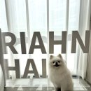 지에스(GS)25 갈매아너시티점 | 구리미용실 애견동반 가능한 리안헤어 시아디자이너 후기