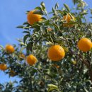 제주 감따남 후기 | 감성 감귤 카페, 포토존, 한라봉 따기 체험까지 🍊