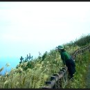 제주유유자적 이미지