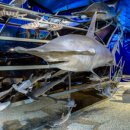 제주해양동물박물관 이미지