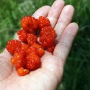 금대에코힐링캠핑장 이미지