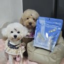 이지덴탈 | 저알러지 강아지 덴탈껌 PureA2 이지츄 후기 강아지간식추천