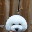 honapet(호나펫) 이미지