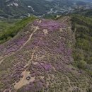 황매산 철쭉제 이미지