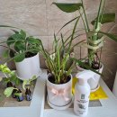 사용이쉬운 닥터조 뿌리는식물영양제 사용후기🌿