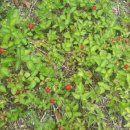 용모 농장 이미지