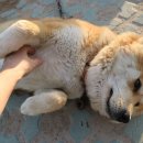 마뜨료쉬카 이미지