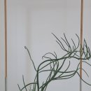 누트리오리엔스