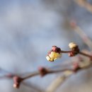 길마가지나무[Caprifoliaceae (인동과) ＞ Lonicera (인동속) ＞ harai (길마가지나무)] 이미지