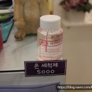 메디컬피어싱.도도 이미지