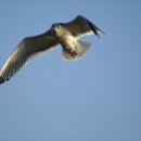 부산갈메기 이미지