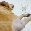 발토(BALTO) 이미지