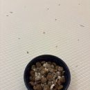 한끼멍냥 이미지