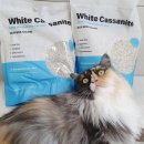 화이트카사 이미지