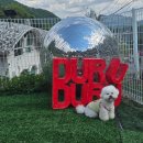 노블키즈유치원 | 양주애견카페 이름도 귀여운 두루두루 다녀온 후기