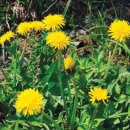 민들레화원 이미지