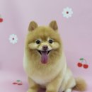 가치있개 이미지