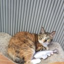 해운대 플러스동물병원 이미지