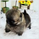 아이러브독 강아지분양 부천점 | 아이러브독 강아지분양 부천점에서 만난 따뜻한 첫 인상