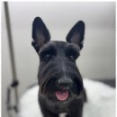 루원시티독 이미지