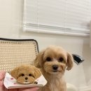 포레그스 이미지