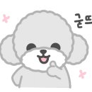 멍군애견 이미지