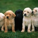 아이사랑동물약국 이미지