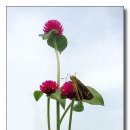 평동초교 이미지