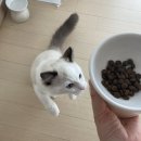 캣러브 | 고양이사료추천 카니러브 캣 트루프레시 터키 340g 급여 후기