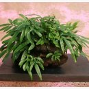 제주도 고비 이미지