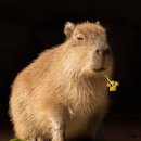 비바커피 이미지