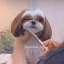 몽톡 이미지