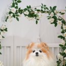 그루밍 블라썸 이미지