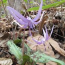 상천리-3 이미지