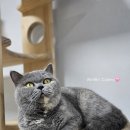 ANGELINUS CATTERY 네이버블로그